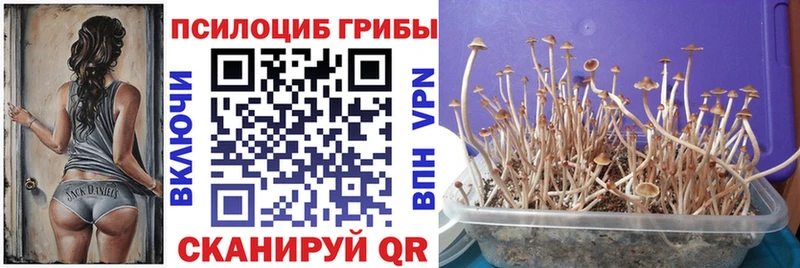 Псилоцибиновые грибы Psilocybine cubensis  hydra сайт  Козловка 